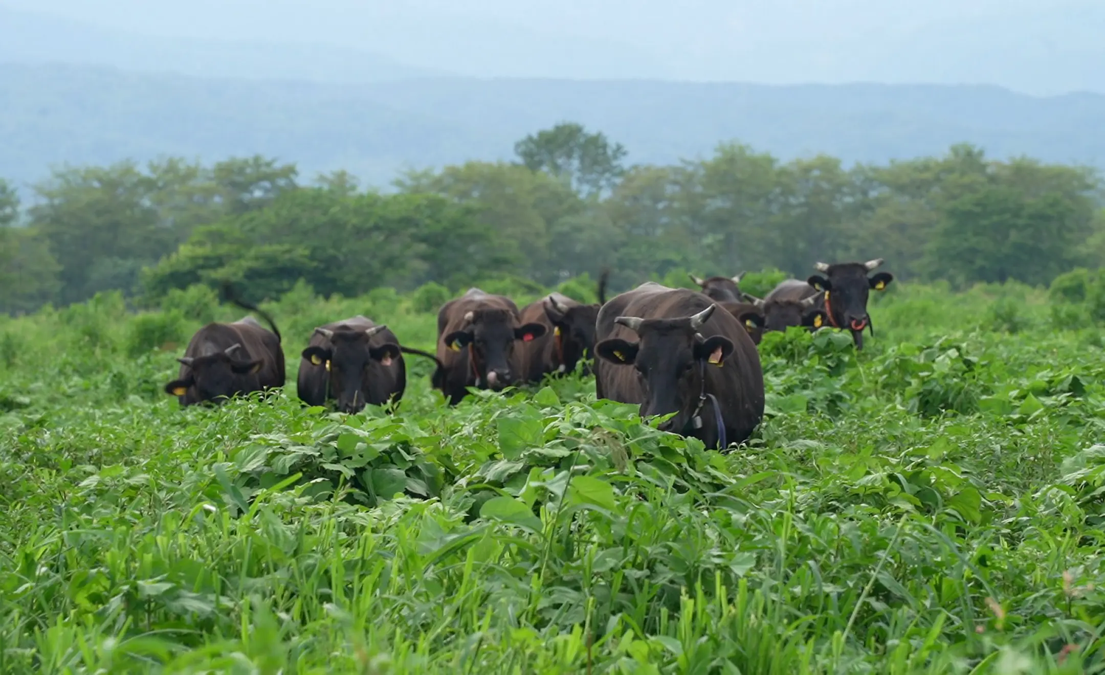 道南噴火湾エリア