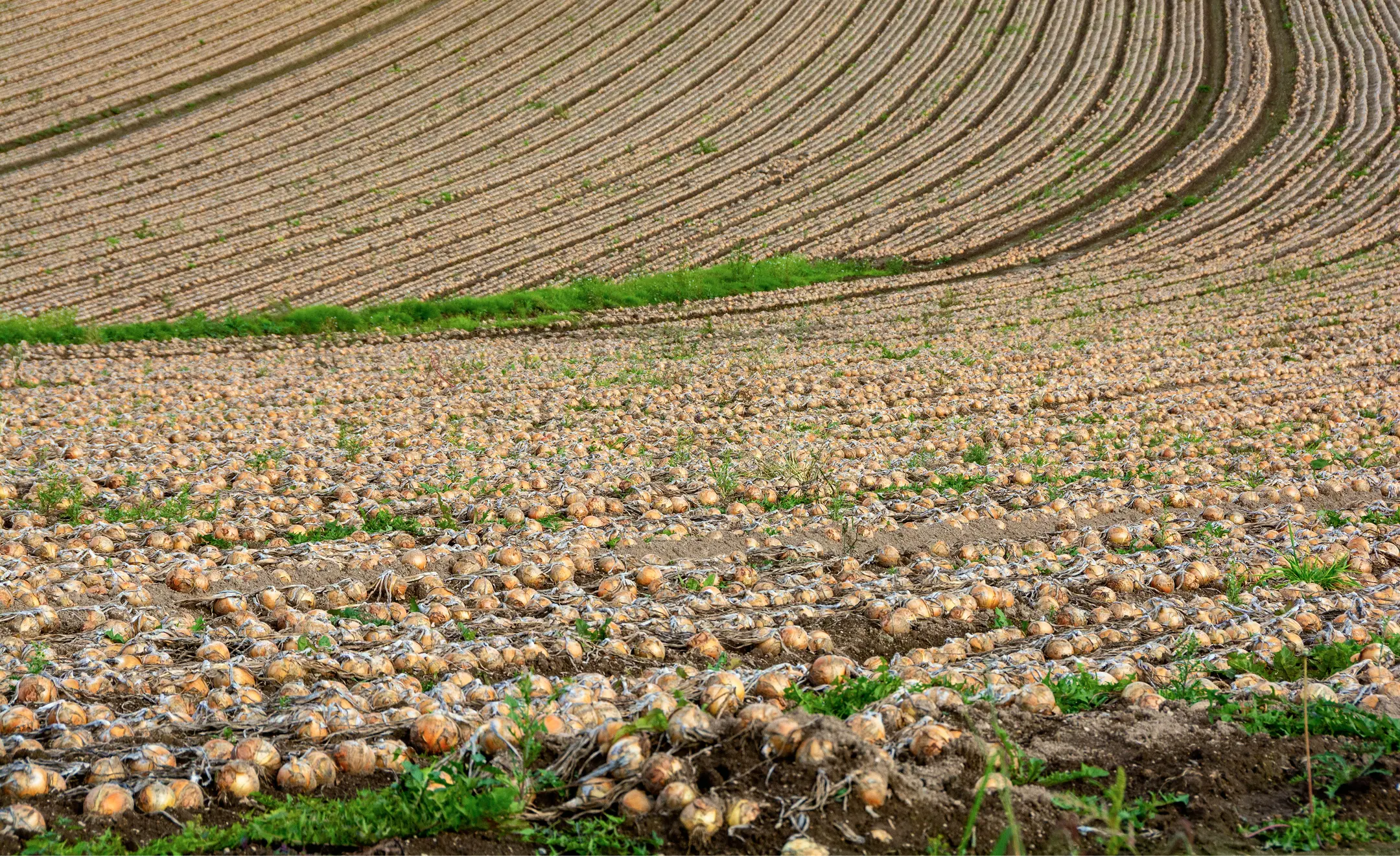 道南噴火湾エリア